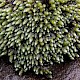 Bryum argenteum