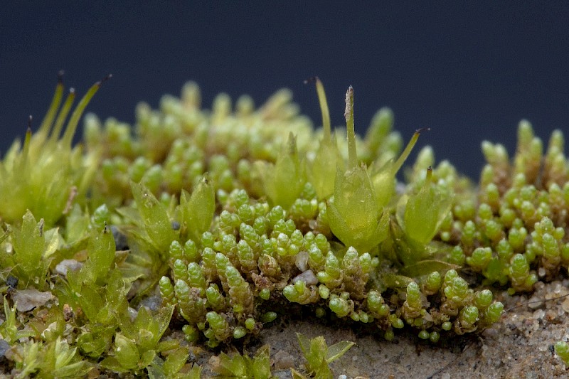 Bryum argenteum - © Charles Hipkin