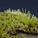 Bryum argenteum