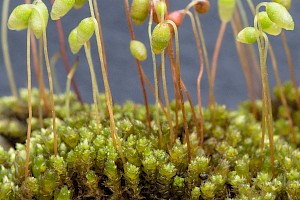 Bryum dichotomum Bicoloured Bryum