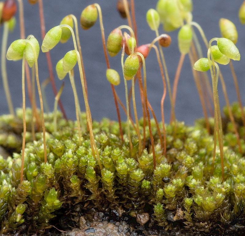 Bryum dichotomum - © Charles Hipkin