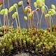 Bryum dichotomum