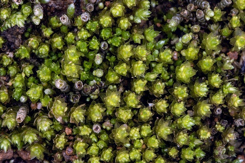 Bryum dichotomum - © Charles Hipkin