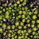 Bryum dichotomum