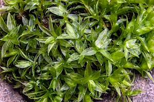 Bryum donianum Don's Thread-moss