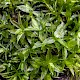 Bryum donianum