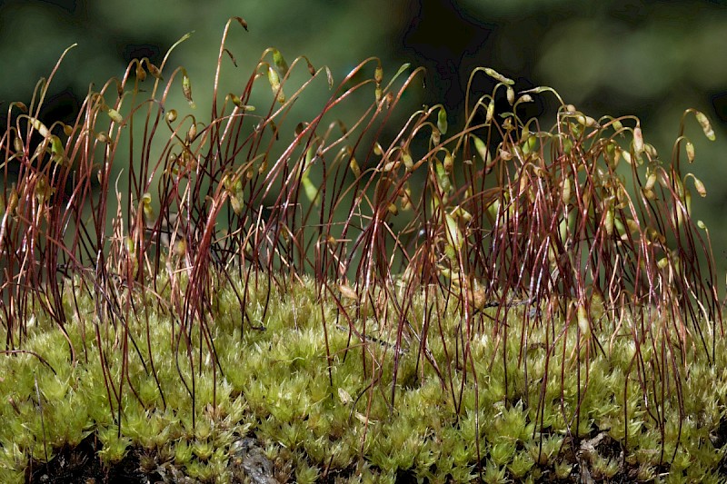 Bryum pallescens - © Charles Hipkin