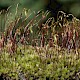 Bryum pallescens