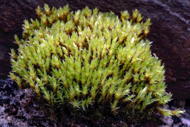 Bryum pseudotriquetrum - © Charles Hipkin