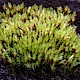 Bryum pseudotriquetrum