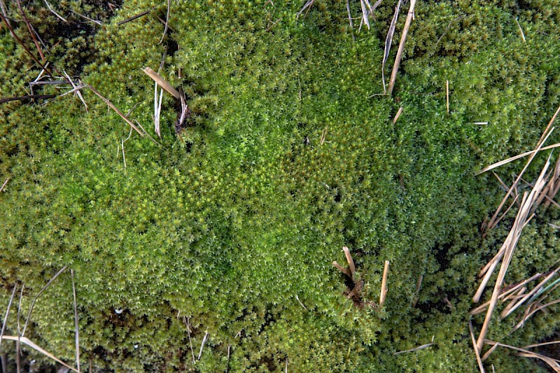 Bryum pseudotriquetrum - © Charles Hipkin