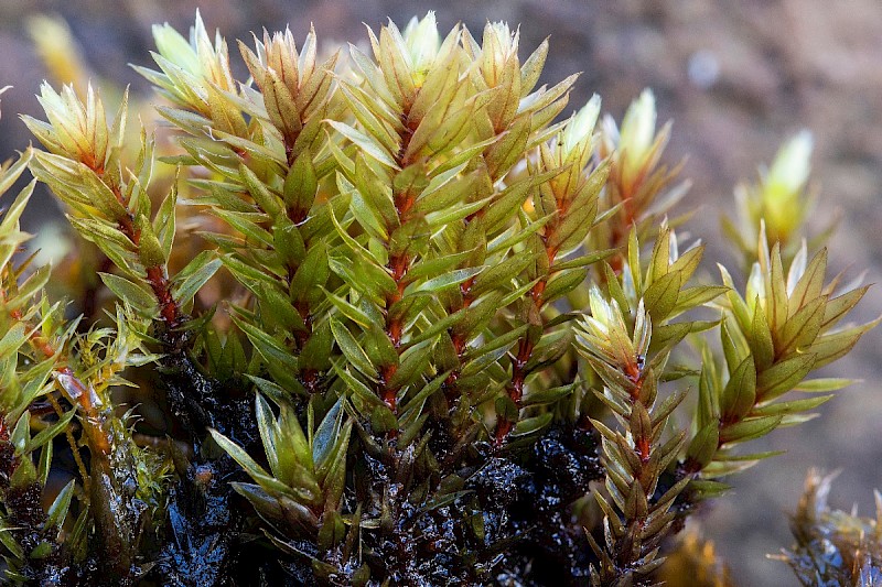 Bryum pseudotriquetrum - © Charles Hipkin