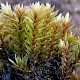 Bryum pseudotriquetrum