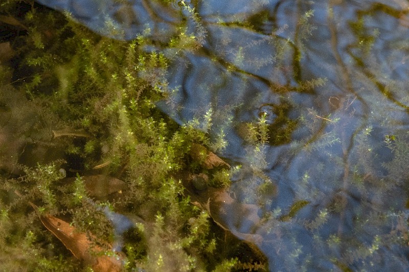 Calliergon cordifolium - © Charles Hipkin