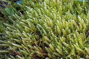 Calliergonella lindbergii Lindberg's Plait-moss