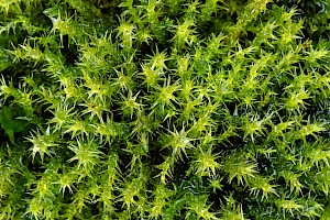 Campylium chrysophyllum Golden Feather-moss