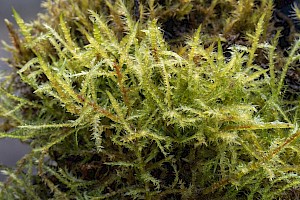 Campylium stellatum Yellow Starry Feather-moss