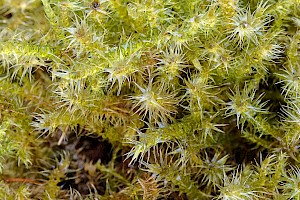 Campylium protensum Dull Starry Feathermoss