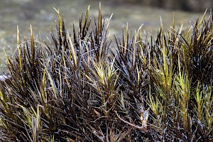 Campylopus atrovirens Bristly Swan-neck Moss