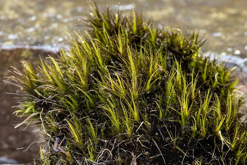 Campylopus atrovirens - © Charles Hipkin