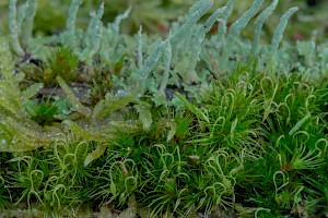 Campylopus pyriformis Dwarf Swan-neck Moss