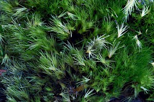 Campylopus subulatus Awl-leaved Swan-neck Moss