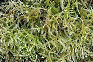 Cirriphyllum piliferum Hair-pointed Feather-moss