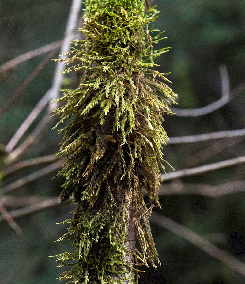 Cryphaea heteromalla - © Charles Hipkin