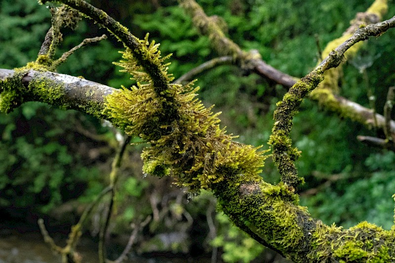 Cryphaea heteromalla - © Charles Hipkin