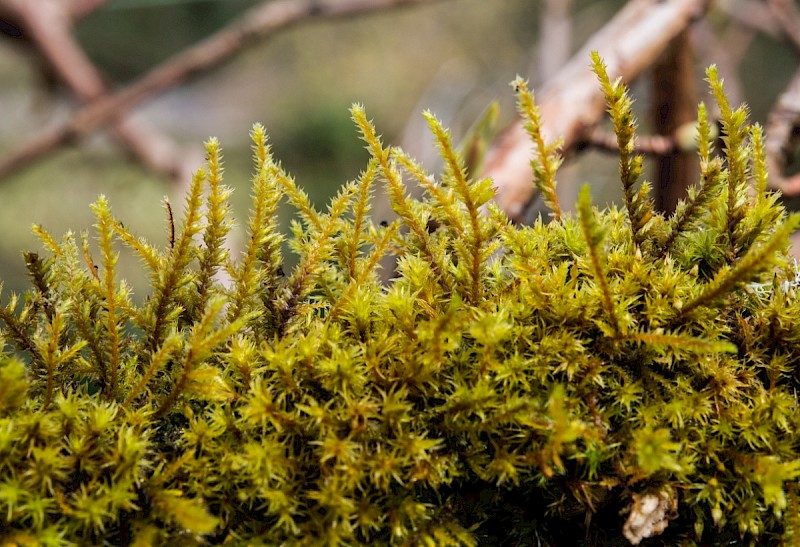 Cryphaea heteromalla - © Charles Hipkin