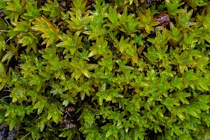 Dialytrichia mucronata Pointed Lattice-moss