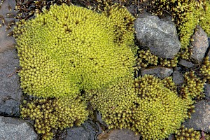 Dichodontium palustre Marsh Forklet-moss