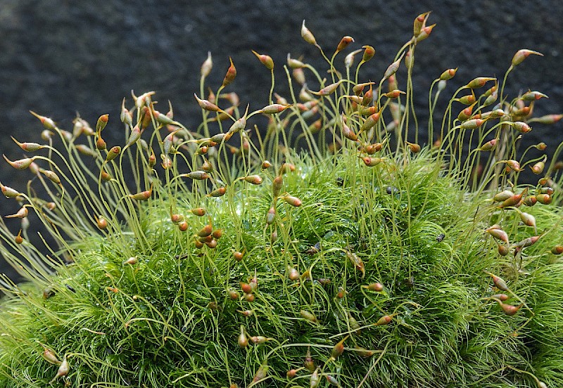 Dicranella heteromalla - © Charles Hipkin