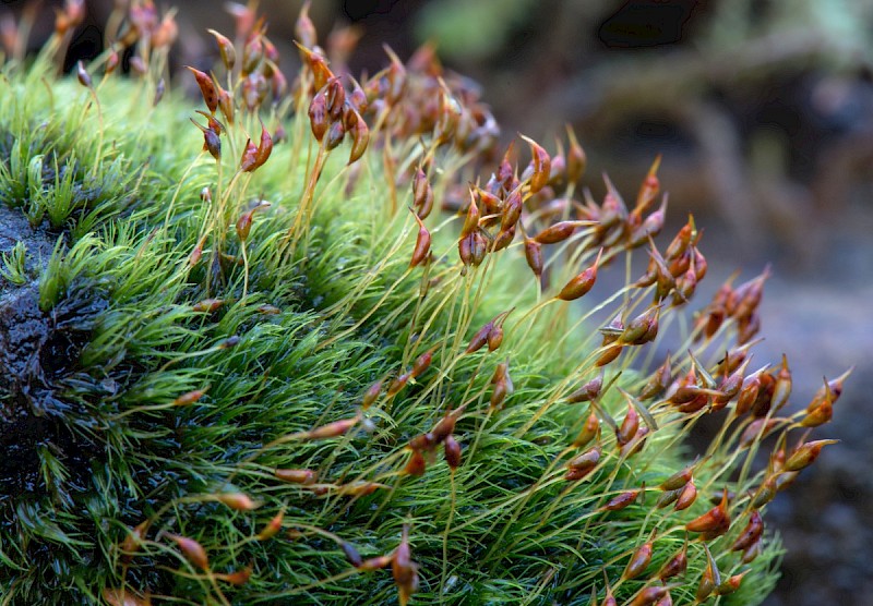 Dicranella heteromalla - © Charles Hipkin