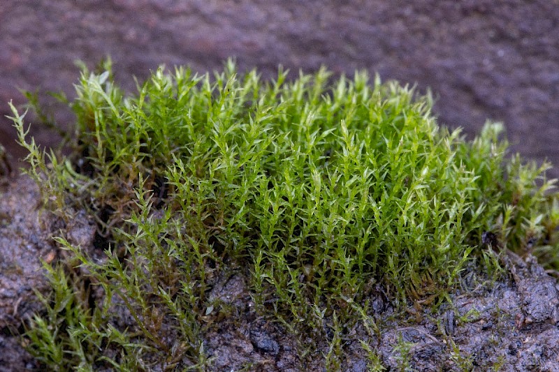 Dicranella staphylina - © Charles Hipkin