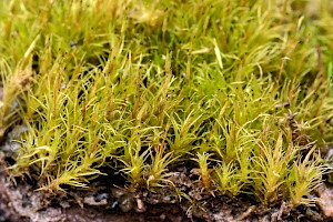 Dicranella schreberiana Schreber's Forklet-moss