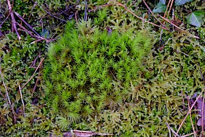 Dicranum scoparium Broom Fork-moss