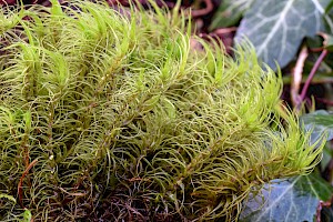 Dicranum majus Greater Fork-moss