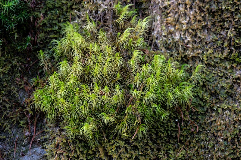 Dicranum majus - © Charles Hipkin