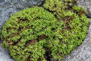 Didymodon sinuosus Wavy Beard-moss