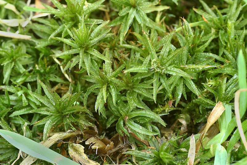 Atrichum undulatum - © Barry Stewart