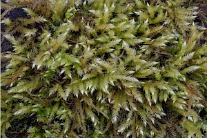 Brachythecium rutabulum Rough-stalked Feather-moss