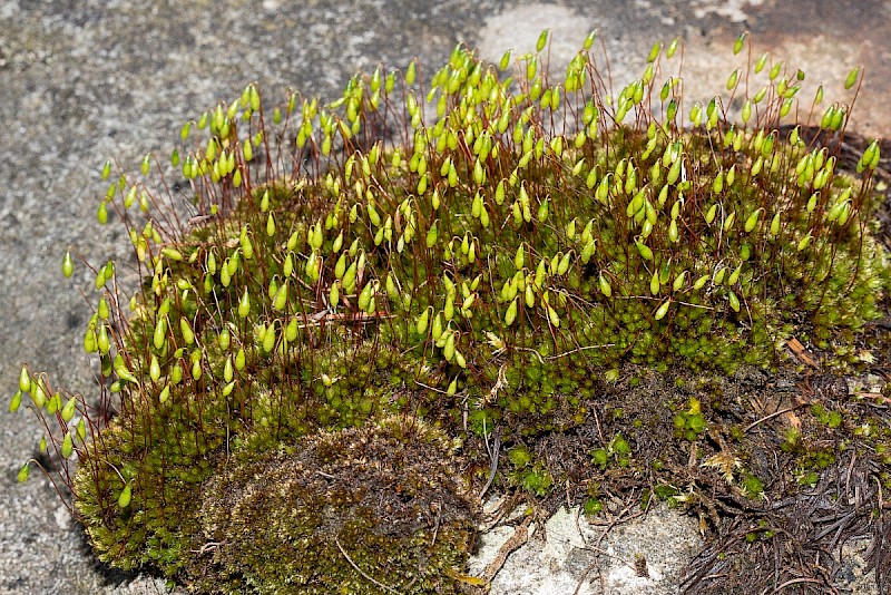 Bryum capillare - © Charles Hipkin