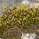 Bryum capillare