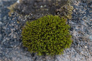 Didymodon rigidulus Rigid Beard-moss