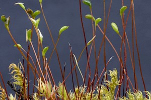 Drepanocladus polygamus Fertile Feather-moss