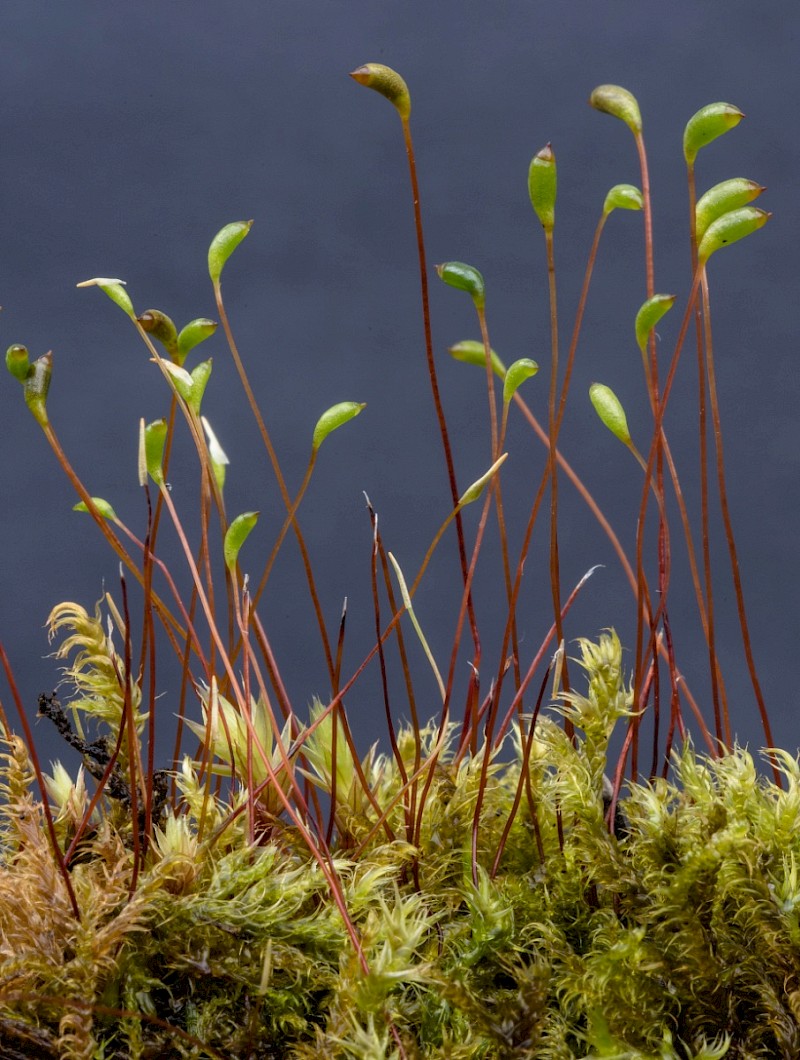 Drepanocladus polygamus - © Charles Hipkin