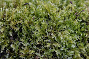 Oxyrrhynchium speciosum Showy Feather-moss