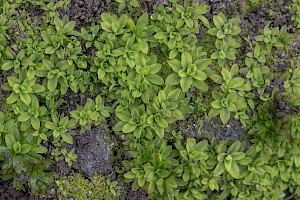 Hennediella stanfordensis Stanford Screw-moss