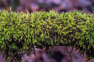 Leptodictyum riparium Kneiff's Feather-moss